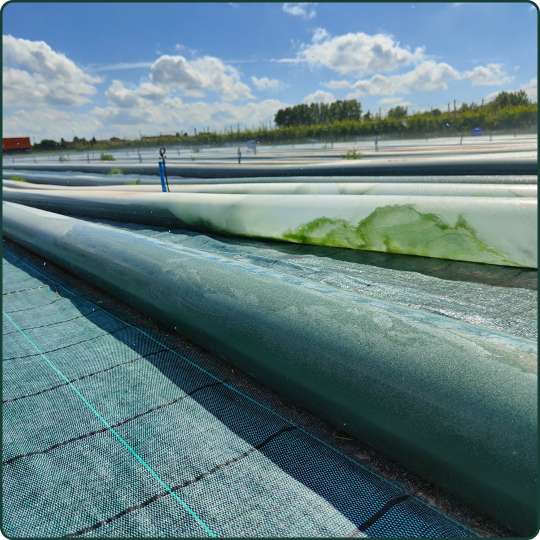 Spirulina: quando il futuro dell’alimentazioneera già scritto oltre tre miliardi di anni fa