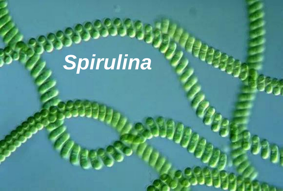 Spirulina e difese immunitarie