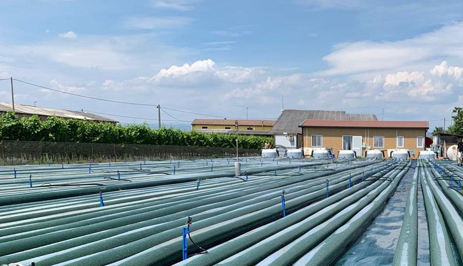 I vantaggi legati al consumo di una Spirulina sicura