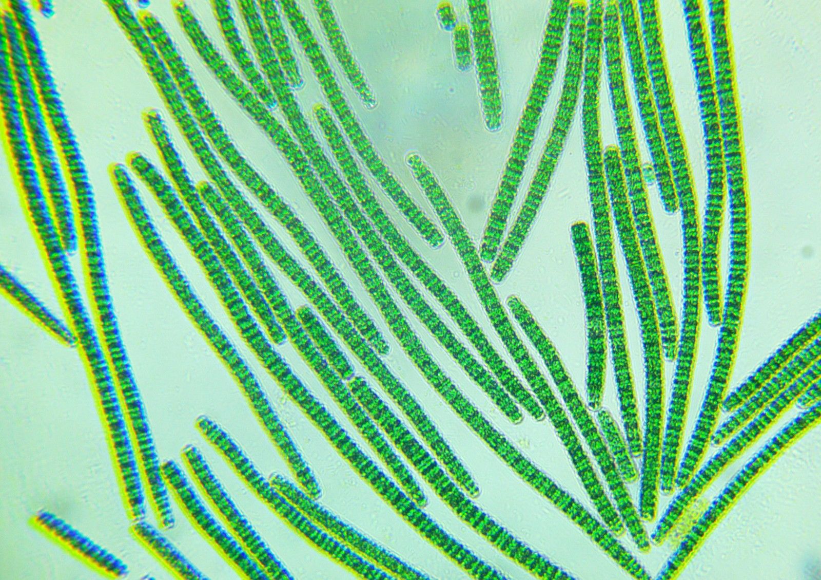 Spirulina e ipertensione arteriosa